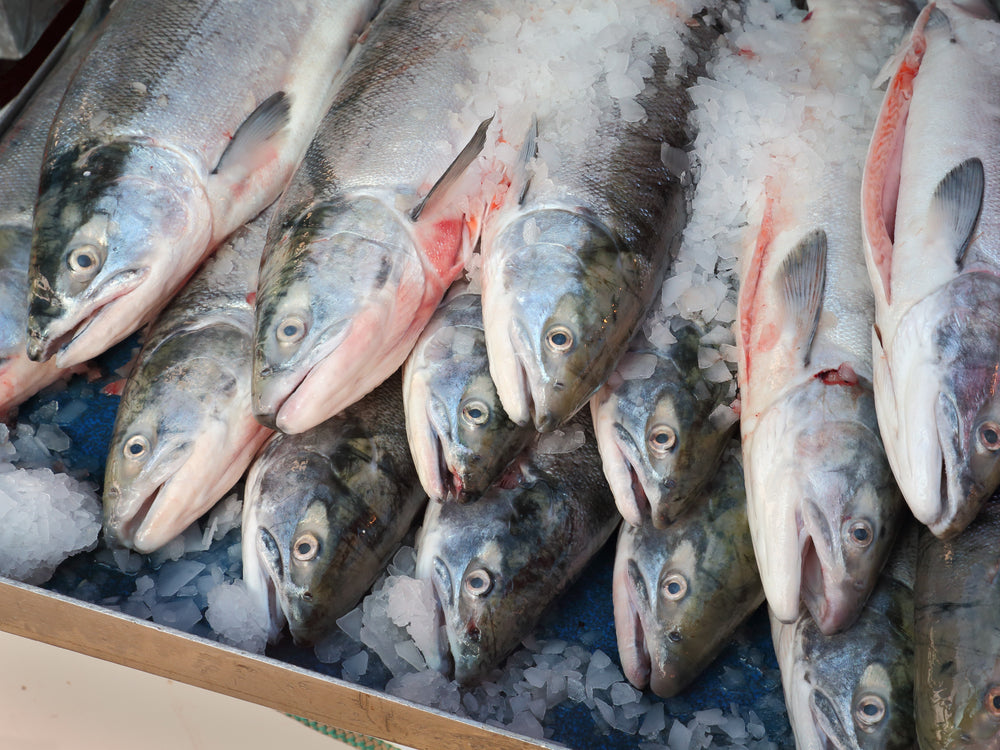 misc. fish on ice - shop all products