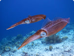 Squid Tubes and Tents (wild) by the pound
