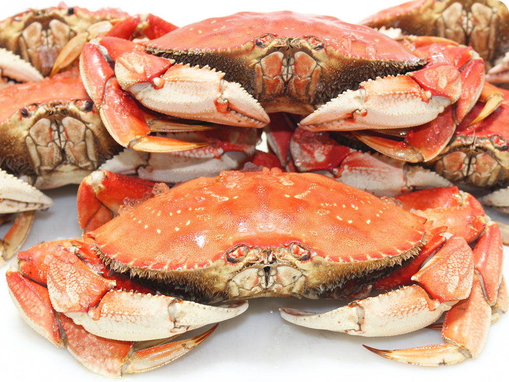 20 Each, Fresh Whole-Cooked Dungeness Crab