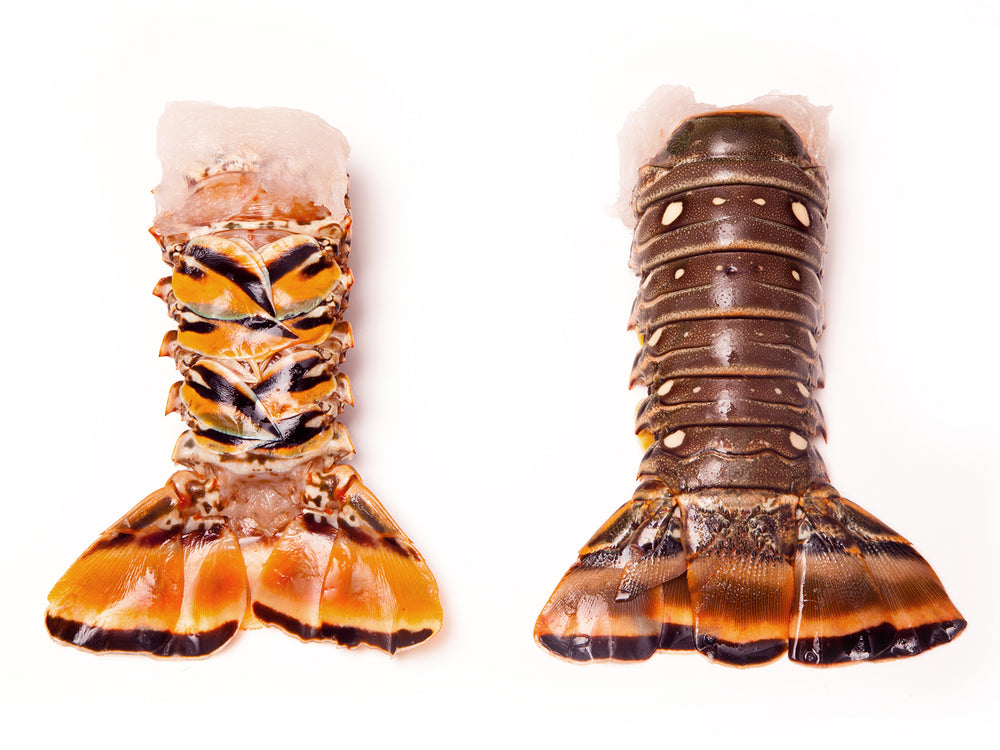 Caribbean Lobster Tails (XL) by the pound