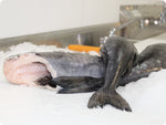 Black Cod Fillet (fresh, wild) by the pound