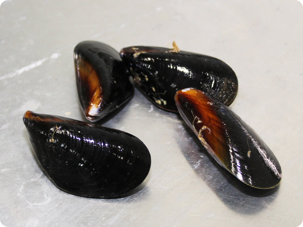 Pacific Blue Mussels (live) by the pound