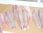 Black Grouper Fillet (fresh, wild) by the pound