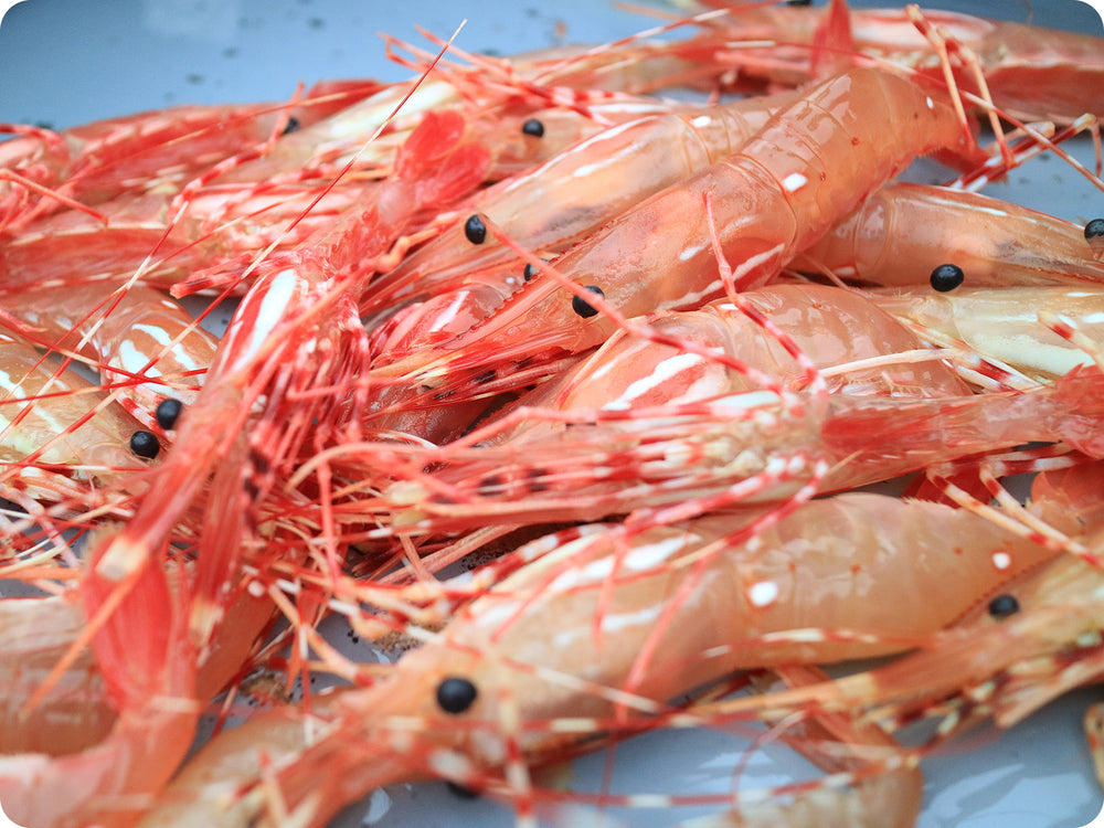 Alaskan Spot Prawns (XL) by the pound